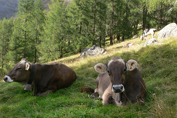 Kühe auf der Alm